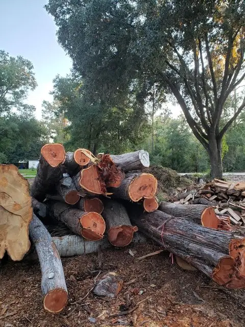 Pile of freshly cut logs from a land clearing and tree removal project completed by Palatka Tree Pros in Palatka, Florida.