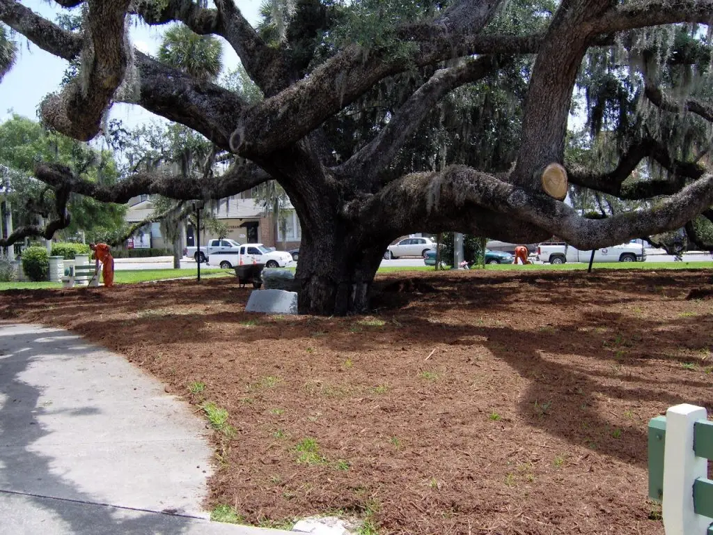 Large oak tree being professionally trimmed by Palatka Tree Pros crew in Palatka, Florida, during routine tree maintenance and removal service.