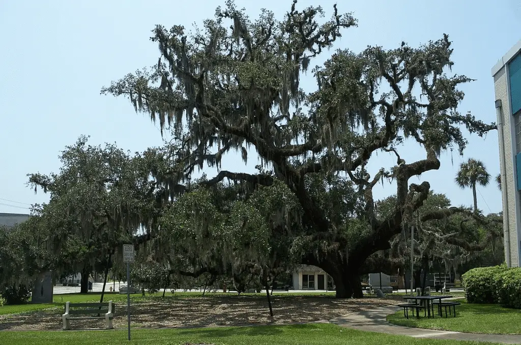Massive oak tree in downtown Palatka, Florida, prepared for professional tree removal by Palatka Tree Pros using safe trimming and maintenance techniques.