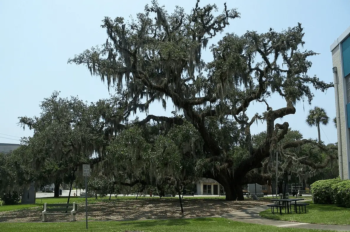 Massive oak tree in downtown Palatka, Florida, prepared for professional tree removal by Palatka Tree Pros using safe trimming and maintenance techniques.